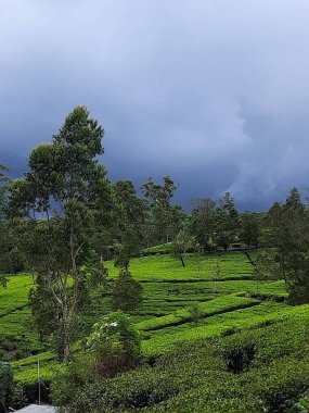 Yeşil çay tarlası olan güzel bir manzara.