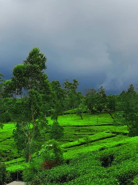 Sabah yeşil çay tarlası