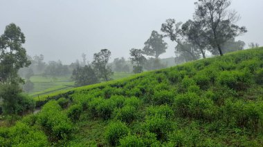 Sabah güzel yeşil çay tarlası