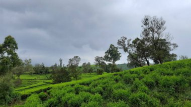Ağacı ve yeşil otları olan güzel bir manzara.
