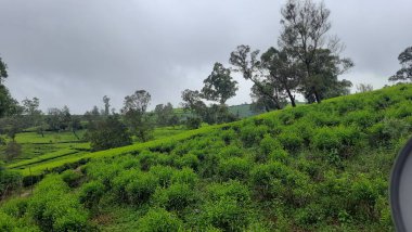 Sabah yeşil çay tarlası