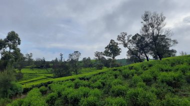 Arkasında bir dağ olan güzel bir manzara.