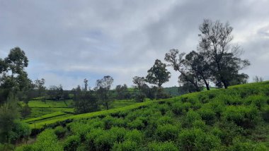 Dağlarda yeşil çay tarlası