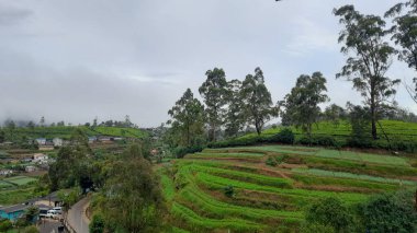 Sabah çay çiftliği.