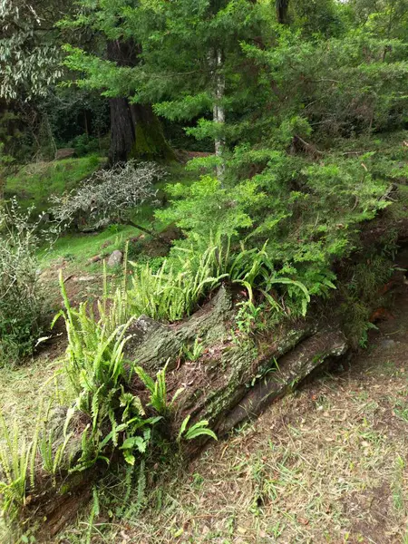 Ormandaki yaşlı ağaç