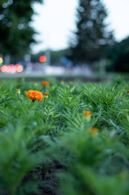 Bahçedeki güzel çiçekler
