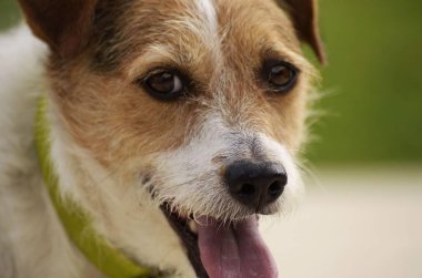 Kahverengi, beyaz ve yeşil yakalı mutlu bir Jackussell 'in yakın çekimi. Merakı ve oyun buharlaşması neşe ve enerji yayar. Petlover 'lar, köpek portresi ve açık hava yaşam temaları için mükemmel..