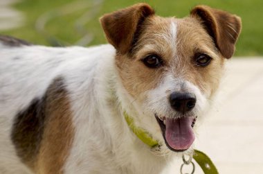 Dışarıdan gülümseyen yeşil yakalı sevimli Jack Russell Terrier. Parlak gözleri ve neşeli enerjisi neşe ve sadakati yansıtır. Mutlu ve sevgi dolu bir köpek yoldaşı yakalamak için mükemmel bir an..