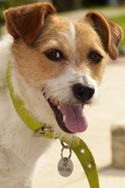 Yeşil yakalı mutlu Jack Russell Terrier güneşin tadını çıkarıyor. Parlak gözleri ve neşeli ifadesi saf mutluluğu yakalar. Mükemmel bir açık hava eğlencesi ve arkadaşlık anı..