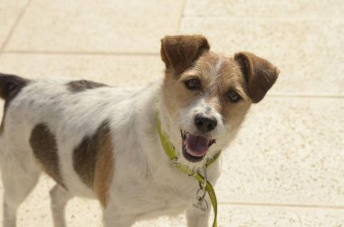 Beyaz ve kahverengi kürklü neşeli bir Jack Russell Terrier, güneşli bir terasta duruyor, yeşil yakalı ve kimlik kartı takıyor. Heyecanlı ifadesi ve hayat dolu kişiliği onu evcil hayvan ve açık hava yaşam tarzı içeriği için mükemmel kılıyor..