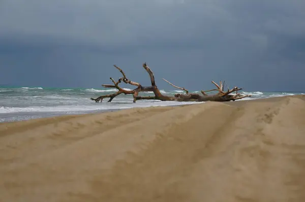Bir özgürlük hikayesi