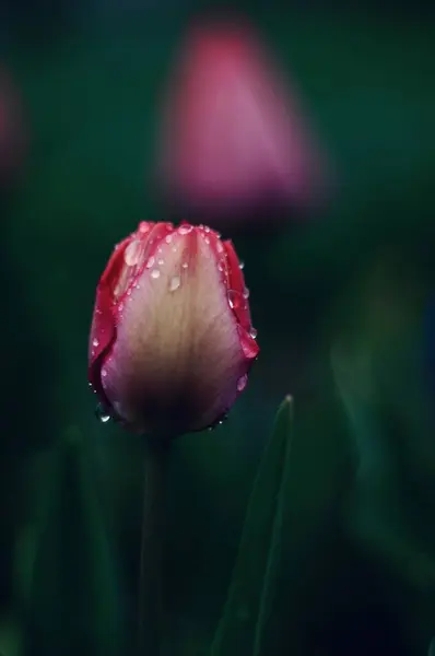                                Çiy damlalarındaki bahar hassasiyeti sabah çiğ taneleriyle örtülmüş bir lale, yapraklarını yeni bir güne açar. Baharın yumuşaklığı ve gücünün bir araya geldiği doğal güzelliğin sessiz bir anı..