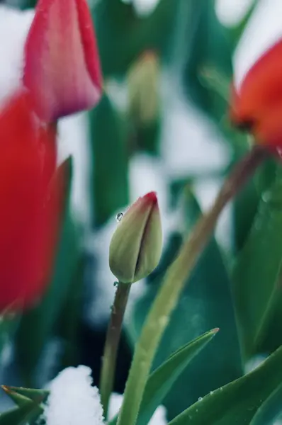                                Kar fırtınasından sonra lale tomurcuğu