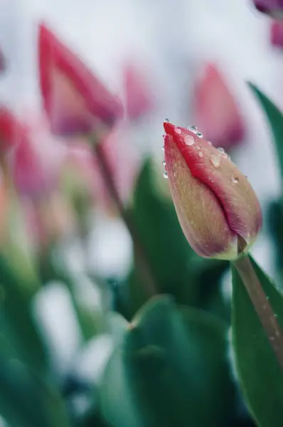                                Lale üstünde su damlaları