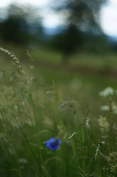                                Bahçedeki güzel çiçekler
