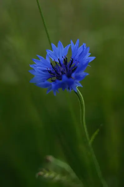                                Bahçedeki güzel çiçekler
