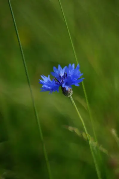                                Bahçedeki güzel çiçekler