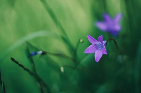                                Bahçedeki güzel çiçekler