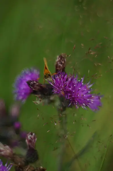 Bahçedeki bir çiçeğe yaklaş