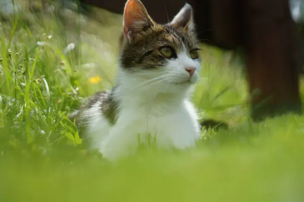 Yeşil çimenlikteki sevimli küçük tekir kedi