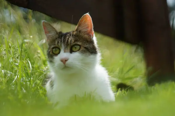 Bir kedi bahçede oturuyor.