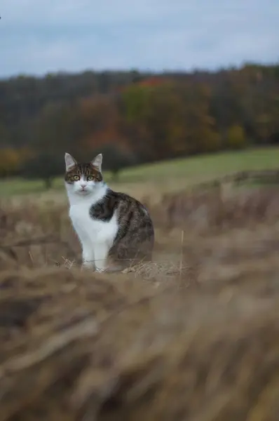 Yalnız bir kedi, huzurlu bir sonbahar manzarasında kendi bölgesini dikkatle izler. Büyüleyici bakışları ve doğayla uyumlu ilişkisi özgürlük izlenimi yaratıyor..