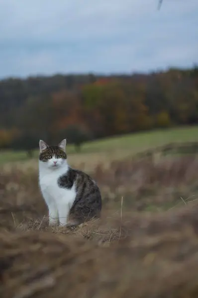 Yalnız bir kedi, huzurlu bir sonbahar manzarasında kendi bölgesini dikkatle izler. Büyüleyici bakışları ve doğayla uyumlu ilişkisi özgürlük izlenimi yaratıyor..