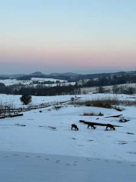 Kış sabahında üç silahşör