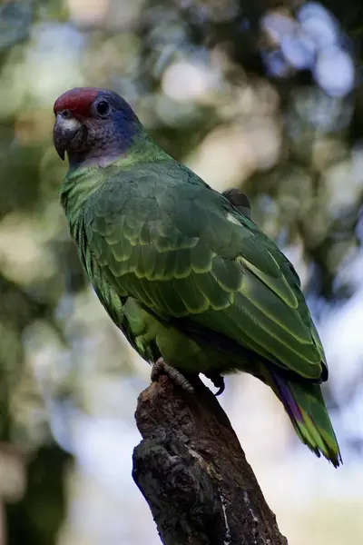 Ağaçtaki güzel kuş