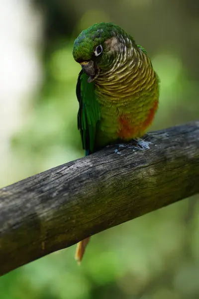 Bir papağana yaklaş.