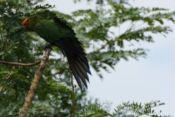 kırmızı - kanatlı Amazon kuşu (amazon amazon - eudocitus) - ekvador