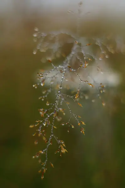Kuru çimenlerin üzerinde bir damla su