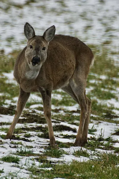 Doğadaki geyik, vahşi yaşam