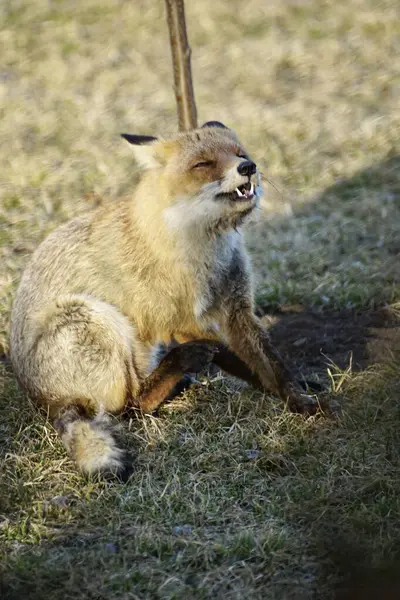                       Genç tilki bahar vakti dinleniyor.        