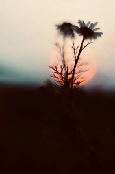                        Güneş ne zaman batacak?        