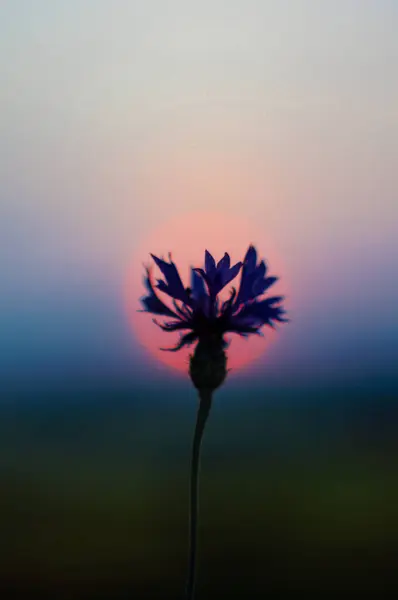                           Çiçeğin arka planında güzel bir günbatımı