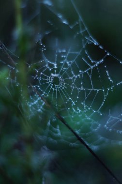 Morning Dew: Bir Örümcek Ağı 'nın Işık Dansı