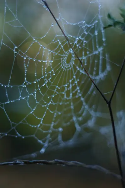 Morning Dew: Bir Örümcek Ağı 'nın Işık Dansı