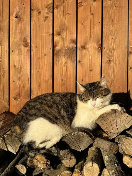 Tahta arka plandaki kedi.