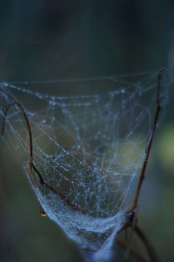 ormandaki web örümcek