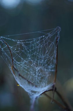 Ormandaki bir dalda, bulanık arkaplanı olan örümcek ağına yakın plan.