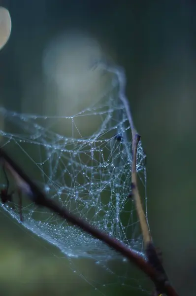 Ormandaki bir dalda, bulanık arkaplanı olan örümcek ağına yakın plan.