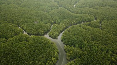Orman nehrinin hava aracı görüntüsü