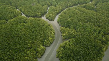 Ormandaki nehrin havadan görünüşü
