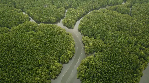 Ormandaki nehrin havadan görünüşü
