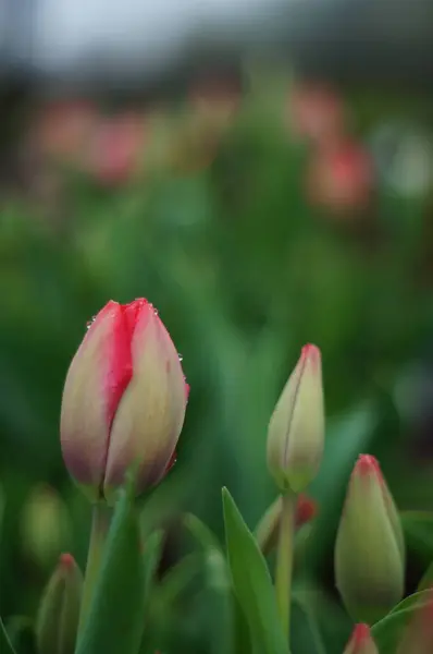 Bahçedeki güzel laleler