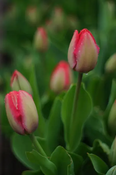Baharın fısıltıları - Çiy lale tomurcuğunu öptü