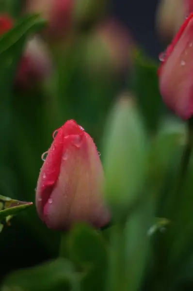 Baharın fısıltıları - Çiy lale tomurcuğunu öptü