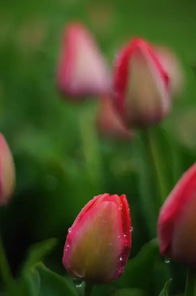 Bahçedeki güzel laleler
