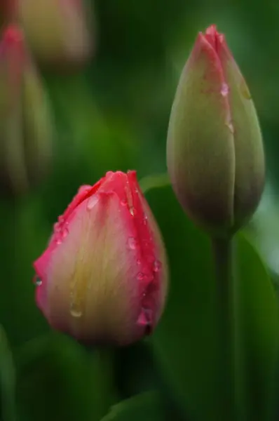 Baharın fısıltıları - Çiy lale tomurcuğunu öptü